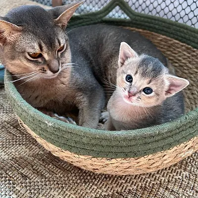 Imágenes del anuncio