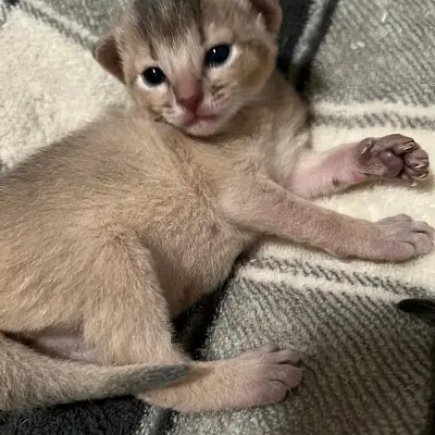 Imágenes del anuncio