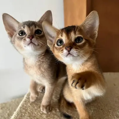 Imágenes del anuncio