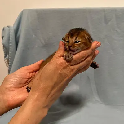 Imágenes del anuncio