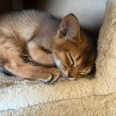 Imágenes del anuncio