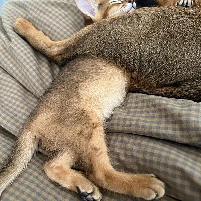 Imágenes del anuncio