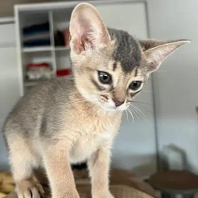 Imágenes del anuncio