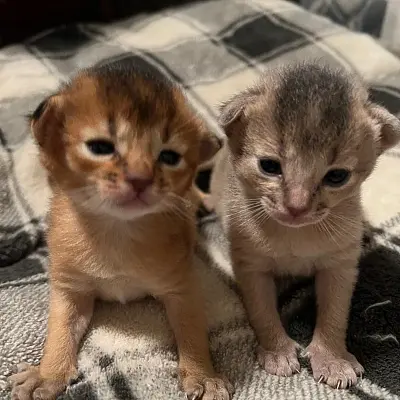 Imágenes del anuncio