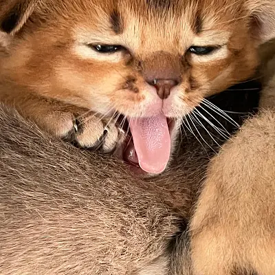 Imágenes del anuncio